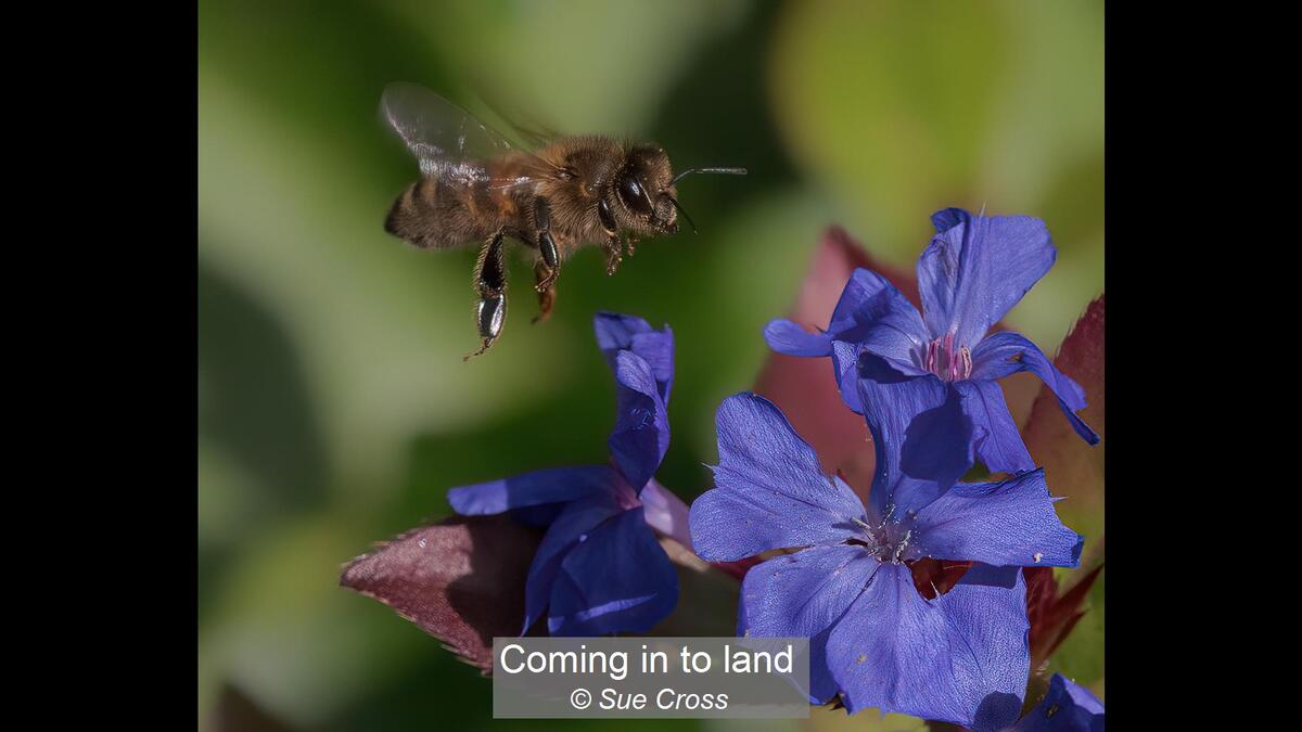 17_Coming in to land_Sue Cross